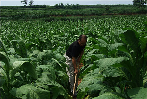 한 담배농장에서 일하는 중년인. 지방정부에게 있어 담배산업은 놓치기 힘든 세수원이다.