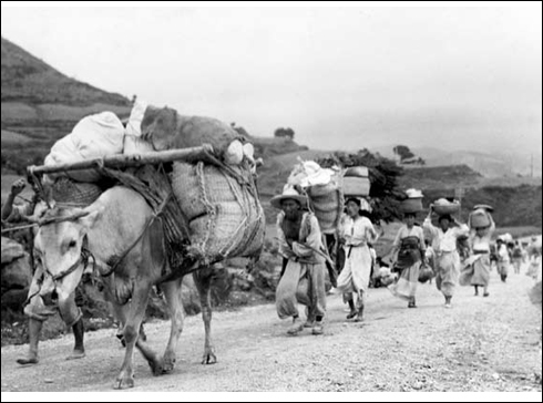  파란민 행렬. 1950. 7. 경북 영덕