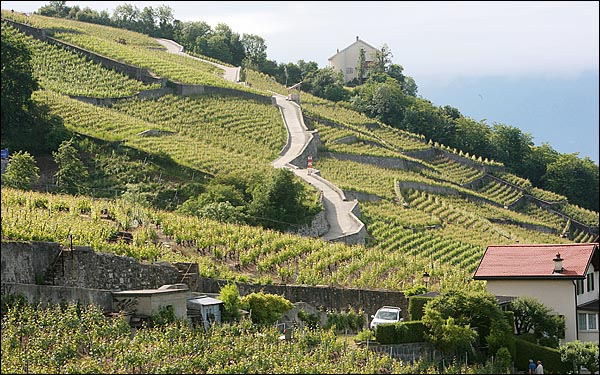 스위스 라보(Lavaux)지구 언덕 경사면에 계단 모양으로 형성된 포도밭은 주변 마을과 어우러져 아름다운 풍광을 자랑하고 있다. 라보 지구 포도밭은 약 800년전 수도원의 수도승들이 포도밭을 일구면서 포도를 재배하기 시작하였다고 전해진다. 