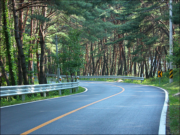 동강길, 소나무 숲길을 지나가는 도로. 소나무 향이 짙어 산소길이라는 표현이 잘 어울린다.