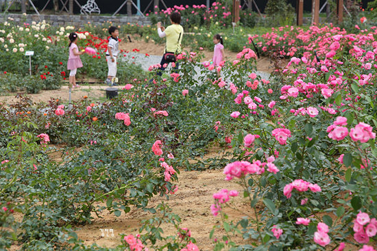 기차마을 내 넓은 장미원에는 전 세계에서 모인 1004종의 장미와 200여 종의 연꽃이 심겨져 있다.