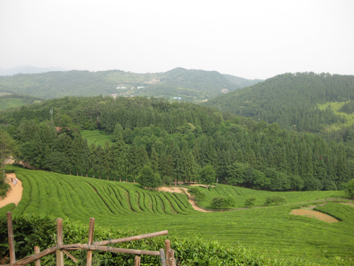 전망대에서 본 차밭. 차만 기르는 게 아니라 숲이 울창하게 어우러져 있어 공기도 맑고 좋았다.