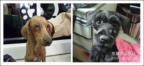 연쇄동물학대범에게 학대받은 동물들. 왼쪽의 푸들은 장파열로 사망했고 오른쪽의 개는 살아남았다. 현재 동물자유연대 사무실에서 보호 중이다. 