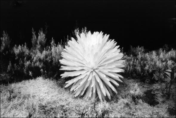  Lobelia wollastonii, silver gelatin print, mounted on aluminum and framed with mirogard magic glass, 101 x 151cm, 2005