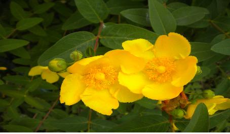 숙지원 입구에서 반겨주는 꽃이다.  꽃은 작으나 노란 색이 매우 곱고 선명하다.