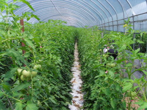 솔뫼 농장의 토마토. 모두 유기재배 하는 것들이다.