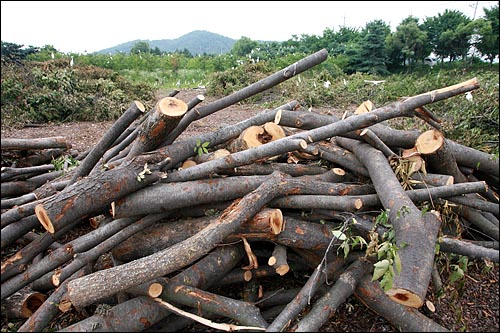 벌목된 나무가 군데군데 쌓여 있는 가운데 둥지를 잃은 백로들이 벌목된 나무위에 모여 있다.