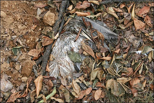 황폐화된 백로 서식지 땅 바닥에 백로 한마리가 죽어 있다.