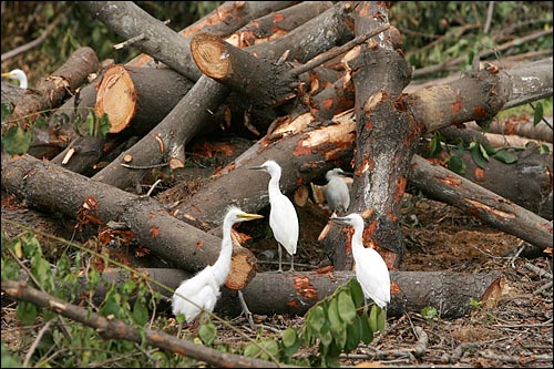백로들이 잘려나간 나무더미 주위에 모여 있다.
