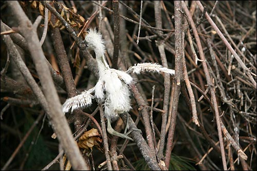 둥지를 잃어버린 갓 태어난 백로 새끼가 나무가지를 타고 올라가고 있다.