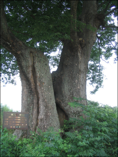 수령 450년을 자랑하는 느티나무는 오늘날에도 보호수로 지정되어 보호받고 있다.