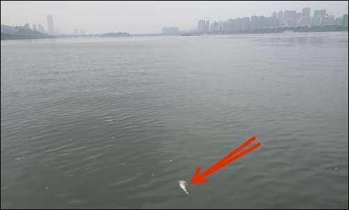 바로 여기 반포천이 유입되는 한강입니다. 빨간 화살표가 파리가 붙어 있는 죽은 잉어입니다. 좌측 멀리 63빌딩이 보입니다. 서울 한강이 맞습니다. 