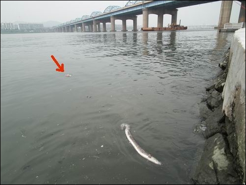 동작대교 밑에 있는 죽은 뱀장어도 썩은 한강의 현 주소를 증명하고 있습니다. 죄측 빨간 화살표도 죽은 물고기가 떠 가는 모습을 가리키고 있습니다. 우측 콘크리트 호안을 보면 물이 얼마나 썩었는지 알 수 있습니다. 
