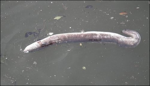 죽은 뱀장어가 왜 한강에 떠다니고 있는지? 물은 썩고 생명은 살기 힘든 죽음의 수로 한강의 실체를 잘 보여주고 있습니다. 