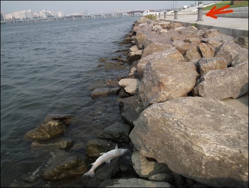 오세훈 서울시장의 야심작, 서울 국제 무역항인 여의도 앞입니다. 5300억원을 들여 한강 르네상스 까지 했지만, 물은 썩고 물고기는 죽어가고 있습니다. 