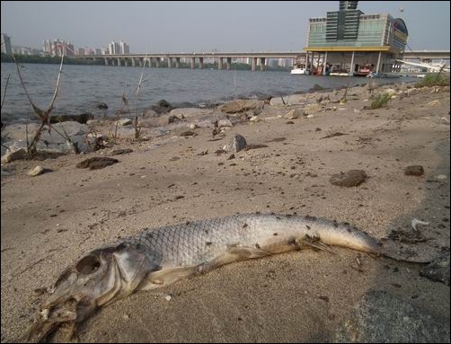 물고기가 죽어가는 여기가 수도 서울의 한강입니다. 멀리 보이는 것이 서강대교와 밤섬입니다. 