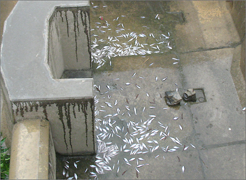 대전 갑천 가동보 어도에서 물고기 수백마리가 집단 폐사했다.