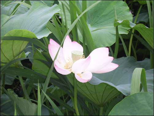 연한 분홍색 또는 흰색의 연꽃은 7~8월경 꽃대 1개에 1송이씩 핀다. 꽃받침은 녹색이고, 해면질의 꽃받기는 원추를 뒤집은 모양으로 길이와 높이가 각각 10㎝ 정도로 크며 윗면은 편평하다.