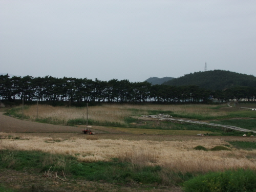  지리 해수욕장 뒤 송림