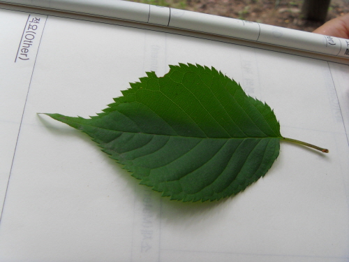 벚나무 잎이다. 자세히 보면 잎의 줄기 첫 부분에 까만 점이 있다. 꿀샘이다.
