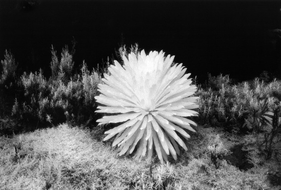  Lobelia wollastonii, 2005, silver gelatin print, mounted on aluminium and framed, 25 x 38cm
