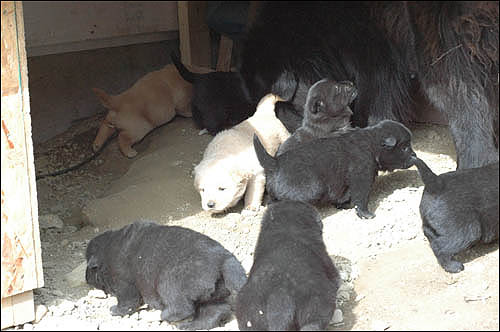곰순이가 이사 오고 나서 보름도 채 안 돼 여덟 마리의 새끼를 낳았습니다. 검정개 여섯 마리에 누렁이 두 마리입니다.