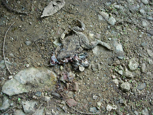 가는 길에 두꺼비가 로드킬을 당해 죽어있다.

아직 꾸득꾸득 잘 마르지 않은 것을 보니 죽은지 오래지 않았다.

계양산에는 도룡뇽, 맹꽁이, 두꺼비, 개구리 등 양서류가 많이 산다.