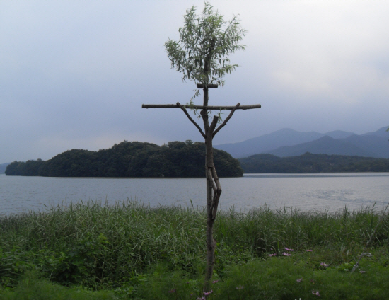 양평 두물머리 유기농업단지 안의 나무십자가. 지난 겨울 한 신부님이 죽은
나무로 만든 십자가에서 새싹이 살아나고 있었다.