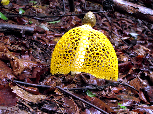 망태버섯 흰색은 대나무숲에서 나오고 노랑색은 잡목 숲에 자생한다.