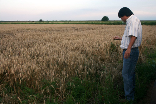 게르만장이 밀밭의 밀을 유심히 살펴보고 있다. 그가 농사꾼 노릇을 했었음을 엿보게 하는 대목이다. 