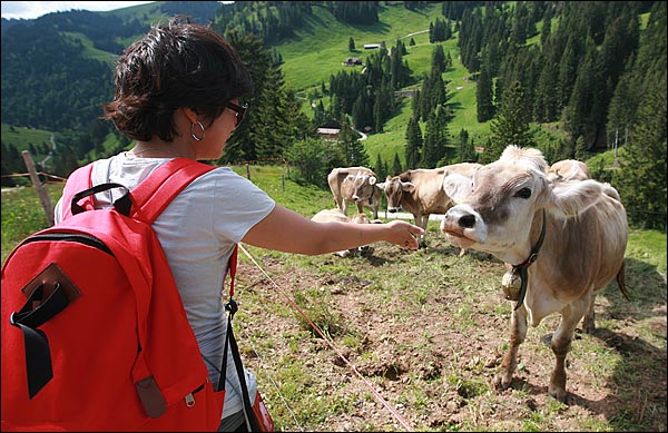 스위스 산간에 풀어놓은 소들은 목에 무척 크고 튼튼한 워낭을 달고 있다. 그 소리를 가까이서 직접 들으니 마치 연주를 하는 것 같은 착각에 빠진다.