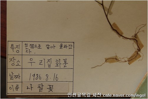  늘 모으던 식물표본이었는데, 집에서 나팔꽃을 꽤 많이 키워 놓고 있다 보니, 여기에서도 하나 뽑아서 표본에 넣습니다.