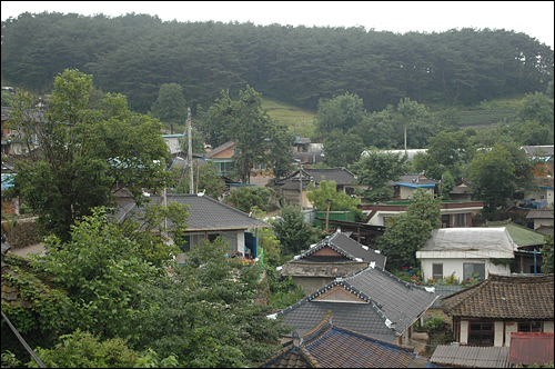 매동마을 전경 이층집 민박 옥상에서 본 마을 모습이다. 매동마을은 울창한 송림을 뒤로 두르고 남쪽을 향해 포근하게 자리를 잡았다. 