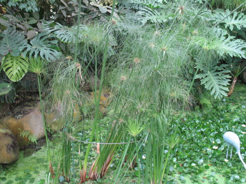  물의 정원에 있는 파피루스.  고대이집트에서 최초로 종이의 원료로 쓰인 식물이다. 