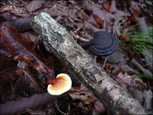 영지버섯은 일년생이다. 당연히 일년이 지난 영지버섯은 썩어 본래 자리로 돌아간다. 올해 것과 비교해 별 차이가 나지않은 것은 계룡산 영지버섯은 크게 자라지 않는다는 방증이기도하다. 