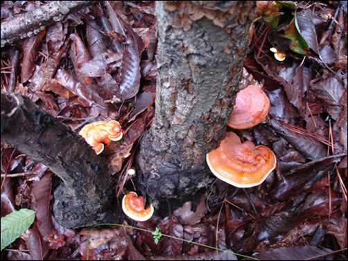 계룡산 영지버섯 밭도 이젠 버섯의 종균이 많이 활착된 모양이다. 뿌리채 뽑지 않고 버섯대의 아래부분을 가위로 자르고 뿌리부분은 남겨둔다.   
