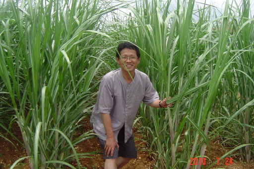 오키나와는 아열대기후로 사탕수수가 잘 자란다. 이곳의 옥수수는 우리나라의 억새와도 많이 닮았다.