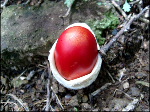 숭의전 뒷산에서 본 이상하고 아름다운 야생 버섯