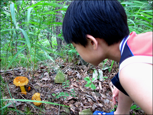 이상하고 아름다운 야생 버섯을 관찰하고 있는 손자 아이 도영이