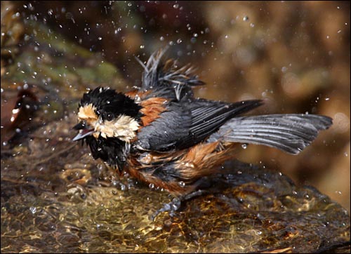 곤줄박이의 목욕.