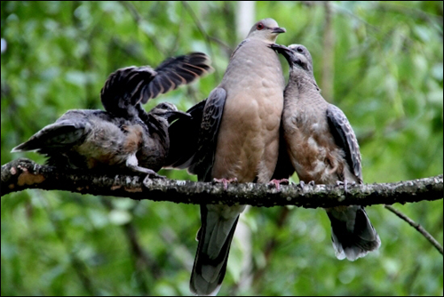 모티프원의 자작나무가지위에서 아직 날기를 두려워하는 갓 이소한 멧비둘기 새끼 2마리와 새끼의 비행을 독려하는 어미

