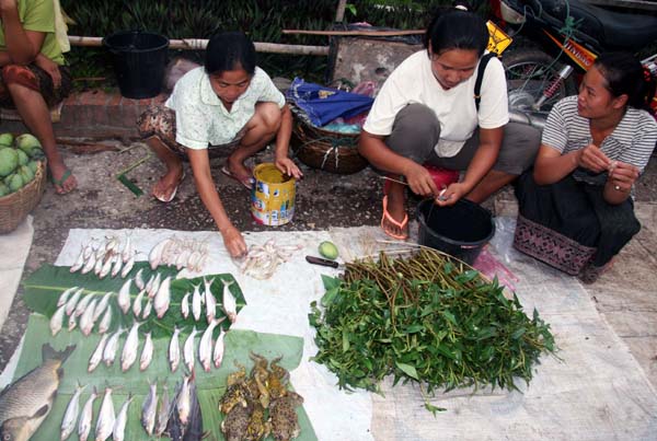 메콩강의 민물생선과 개구리가 함께 판매된다