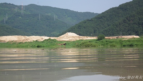 낙동강변 곳곳에 이런 모래산들이 쌓여 있다. 그러나 이번 비로 많은 준설토로 쓸려간 듯하다