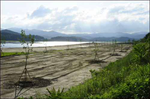 최근의 여주 남한강 양촌제. 4대강 공사로 식생과 나무들이 잘려나간 그 자리에 '수변생태공간'을 조성하기 위해 또 다시 나무가 심어진 모습. 도대체 병주고 약주는 것도 아니고 무엇인가?