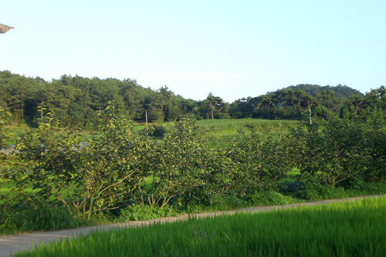 동네길을 따라 자란 감나무는 동네 공동재산이다.