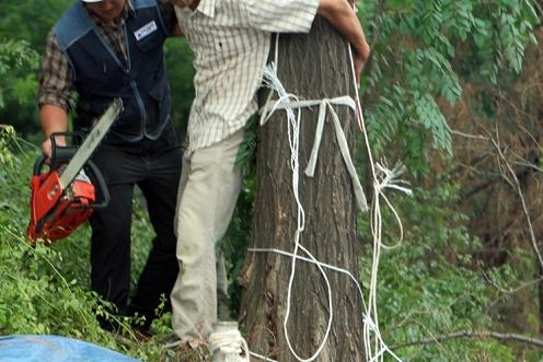 지난 12일 한 마을 주민이 벌목을 강행하려는 홍익학원측 인부에 맞서 나무를 붙잡고 저항하고 있다.