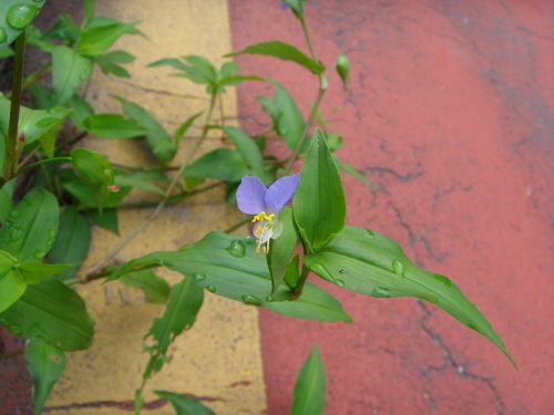 중랑천 산책길에서 만난 달개비, 보라색의 꽃이 나비 같다.