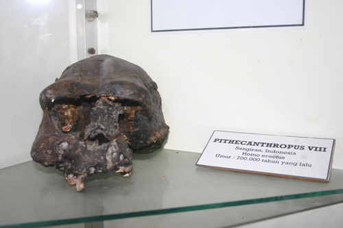 피테칸트로푸스 호모 에렉투스라고 쓰여 있고, 상이란 지역에서 70만 년 전에 살았다고 기록하고 있다.