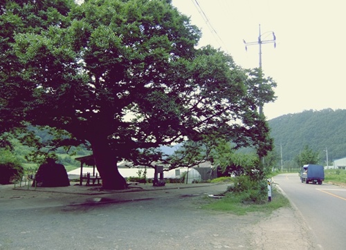 길가의 커다란 느티나무가 시원한 그늘이 되어줘 나무 밑에 누워 잘 쉬었다. 
