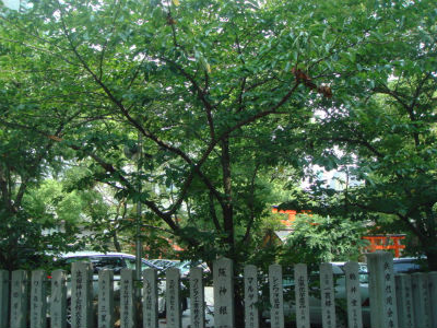 　　 일본에는 각 마을에 신사가 한 곳 정도 있습니다. 이들 신사는 사람들의 신앙적 갈등을 해결해 주는 곳입니다. 신사에 있는 나무는 신목이라고 해서 함부로 손을 대지 않습니다. 이렇게 보존된 나무가 마을이나 도시를 푸르게 숨 쉬게 하는지도 모릅니다. 